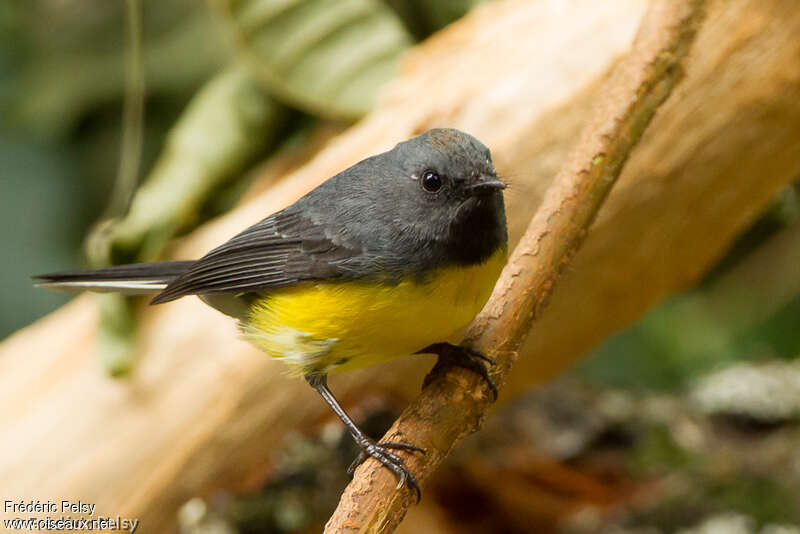 Slate-throated Whitestartadult, identification