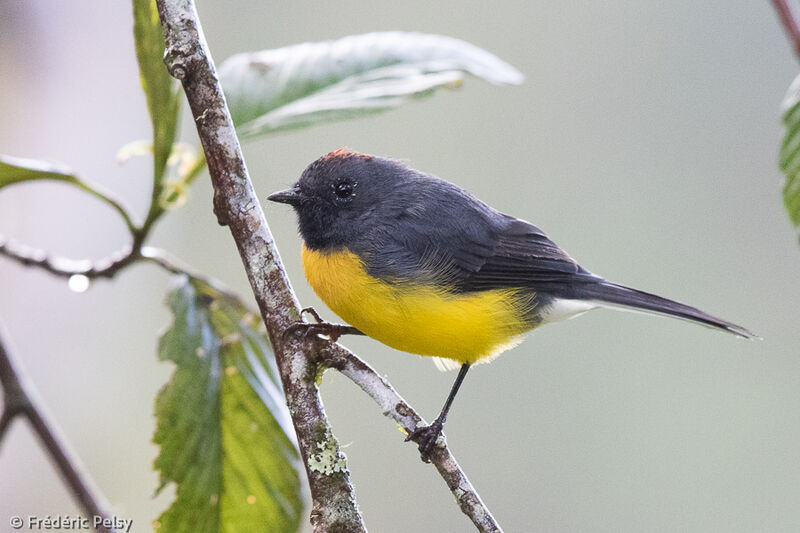 Slate-throated Whitestart