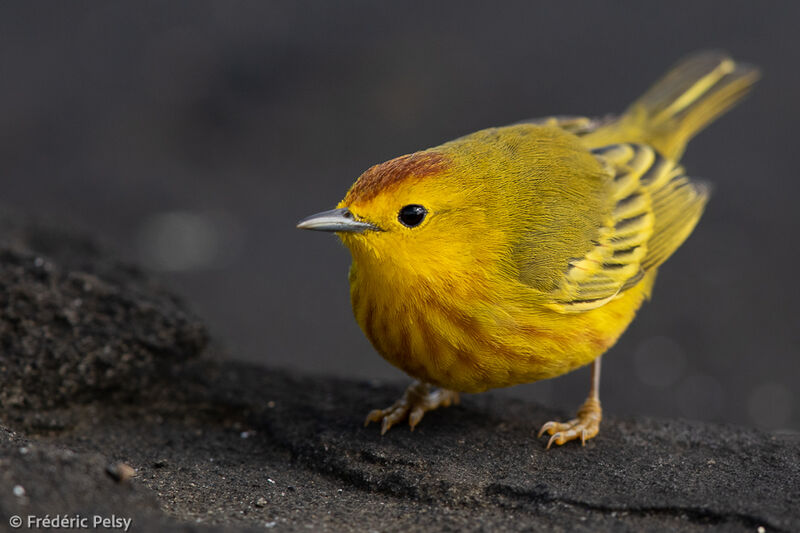 Mangrove Warbler male adult