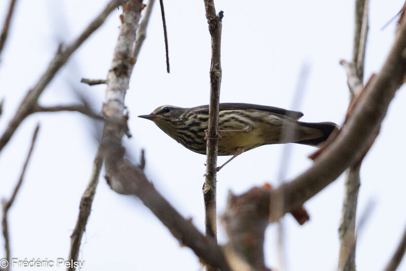 Northern Waterthrush