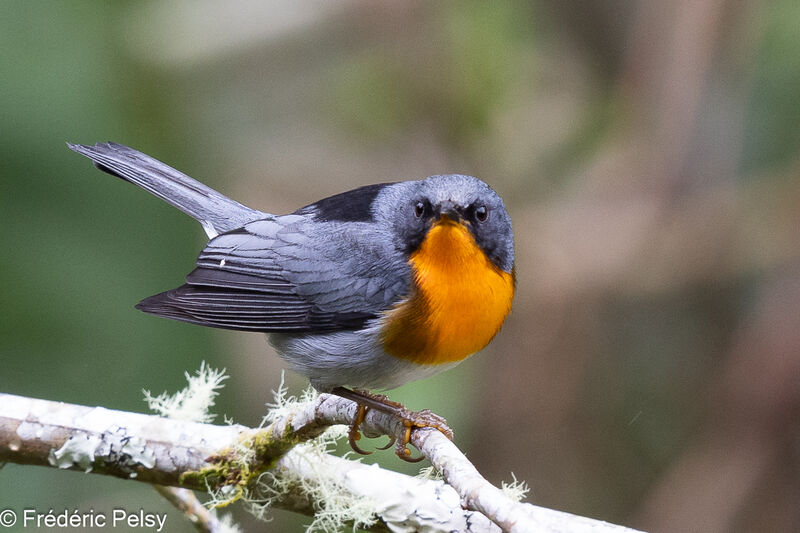 Flame-throated Warbler