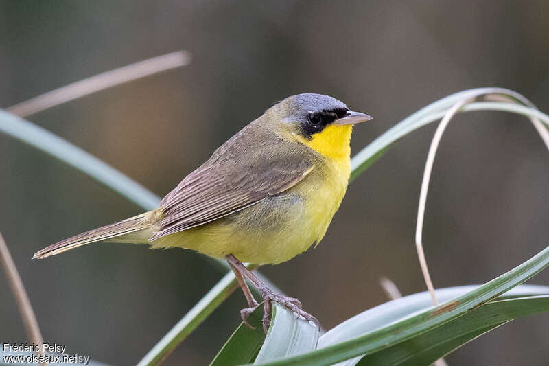 Masked Yellowthroat male adult, identification