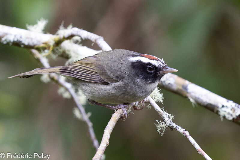 Black-cheeked Warbler