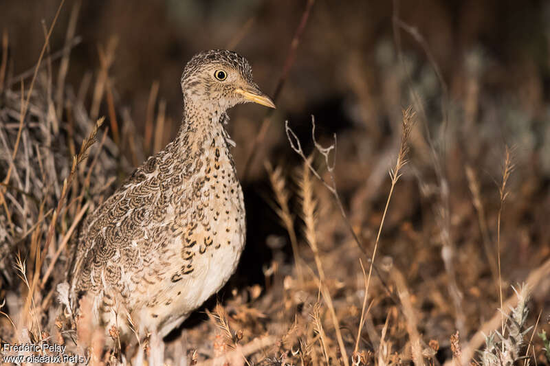 Plains-wanderer male adult