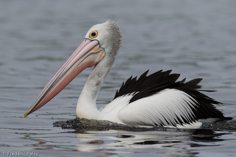 Australian Pelicanadult