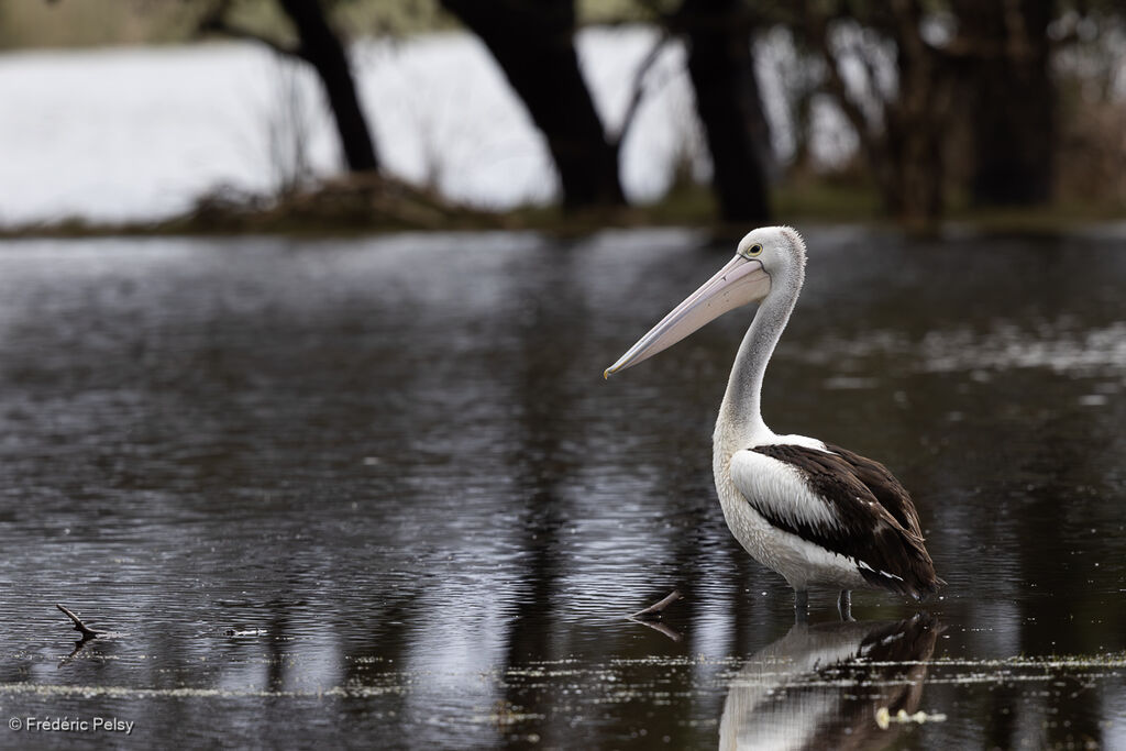 Pélican à lunettes