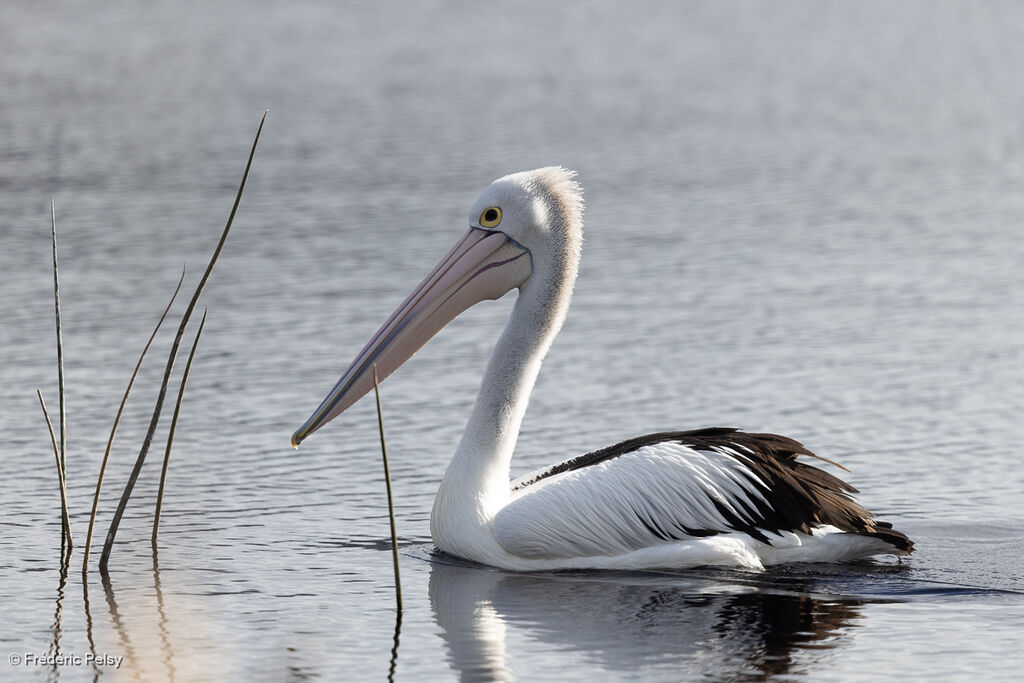 Australian Pelican