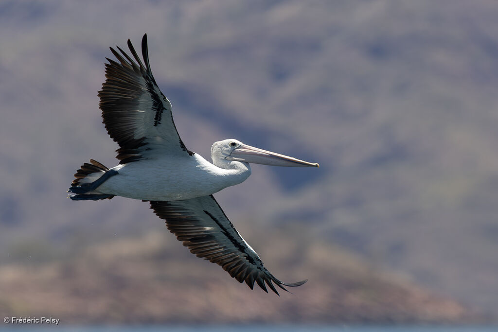 Pélican à lunettesadulte, Vol