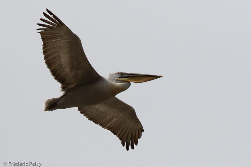 Dalmatian Pelican, Flight