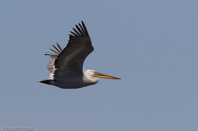 Dalmatian Pelican, Flight