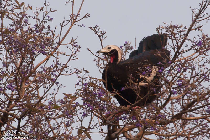 Pénélope cujubiadulte, habitat, Comportement