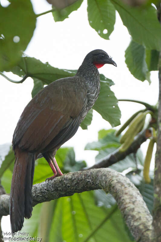 Cauca Guanadult, identification