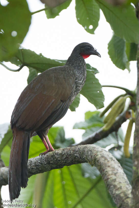 Pénélope du Cauca