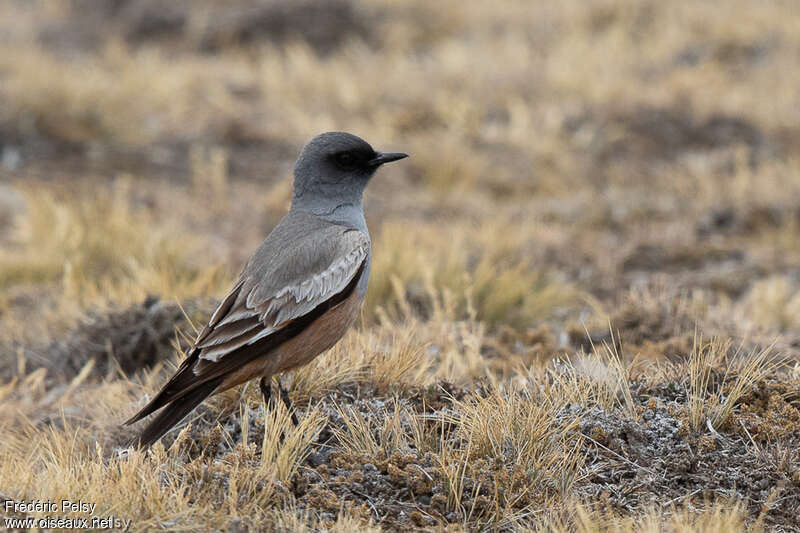 Pépoaza à ventre rougeâtreadulte, identification