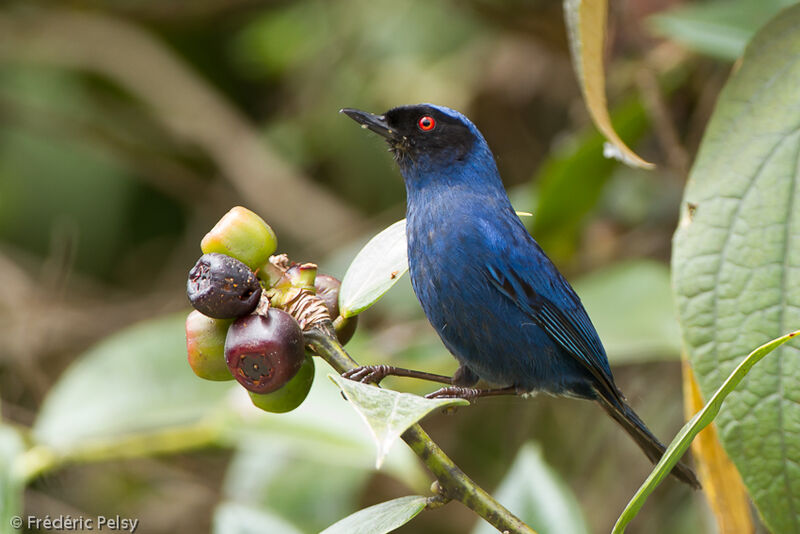 Masked Flowerpiercer male adult