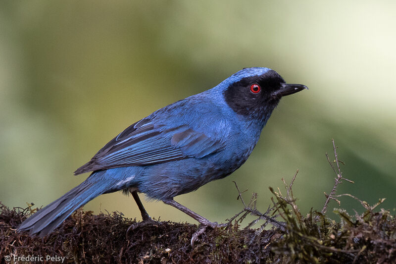 Masked Flowerpiercer