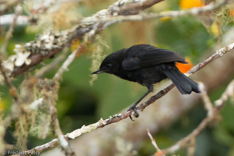 Black Flowerpierceradult, Behaviour