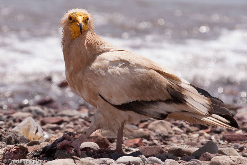 Egyptian Vulture, eats