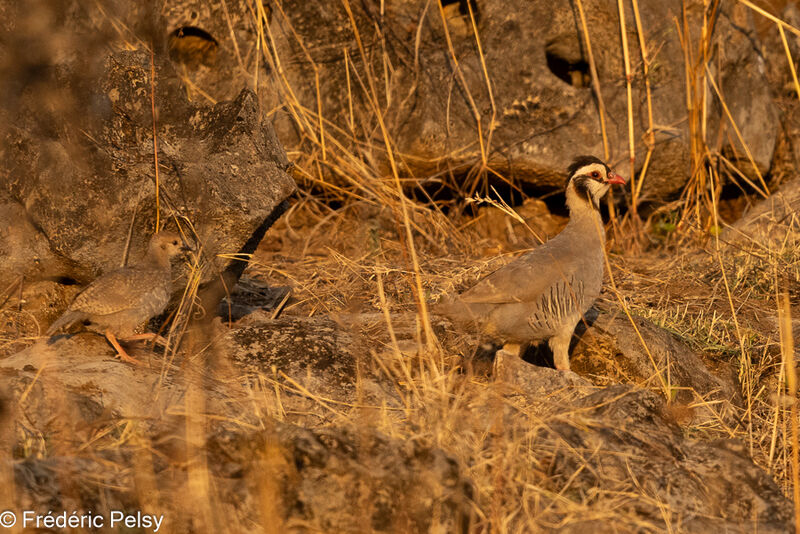 Arabian Partridge