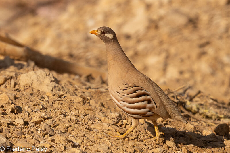 Sand Partridge male