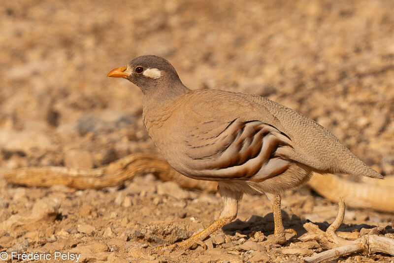 Sand Partridge male