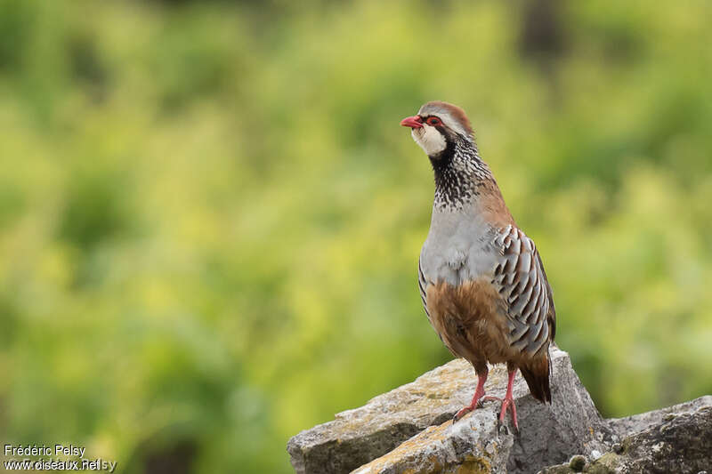 Red-legged Partridgeadult, habitat, pigmentation, Behaviour