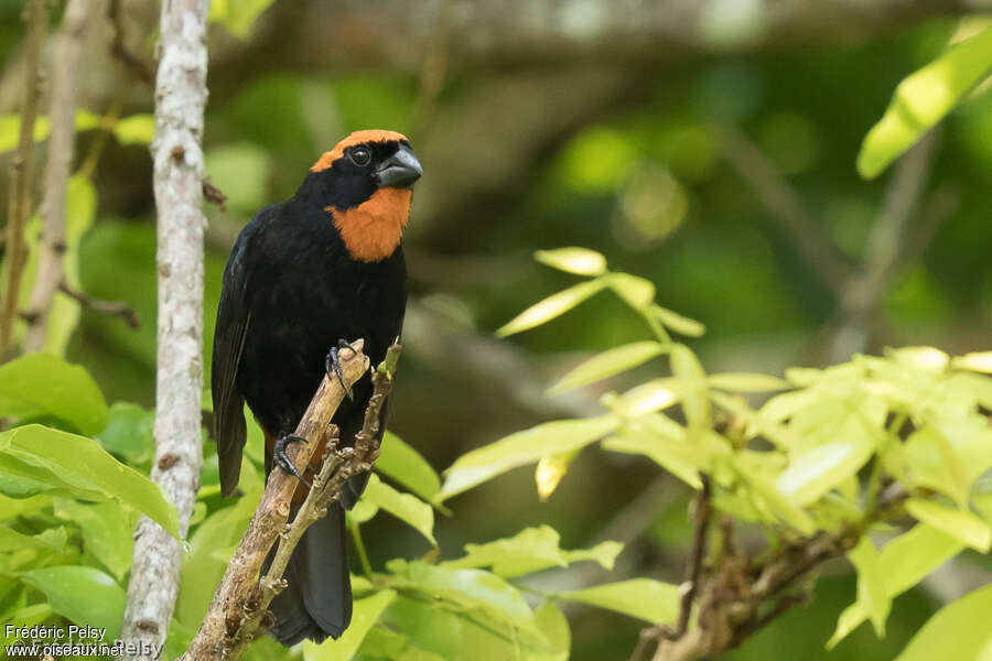 Pèrenoir de Porto Rico