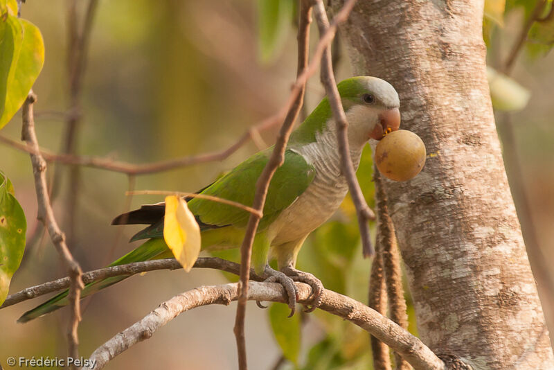 Monk Parakeet, eats