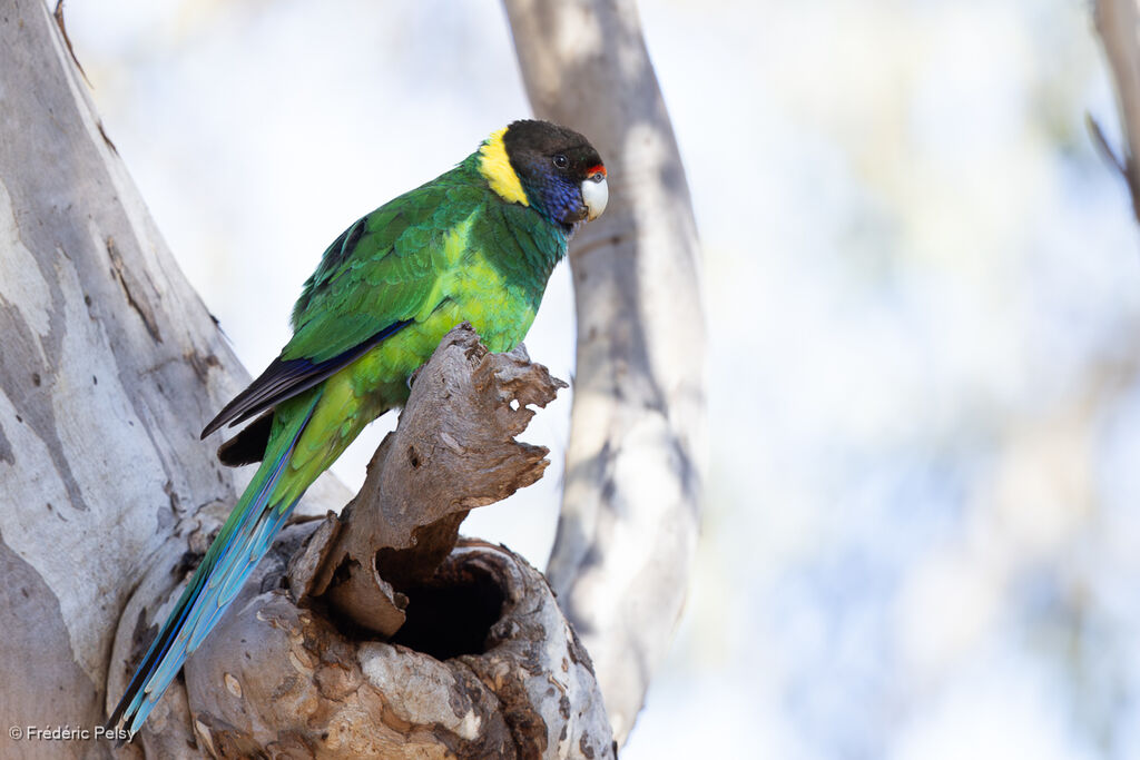 Australian Ringneck male