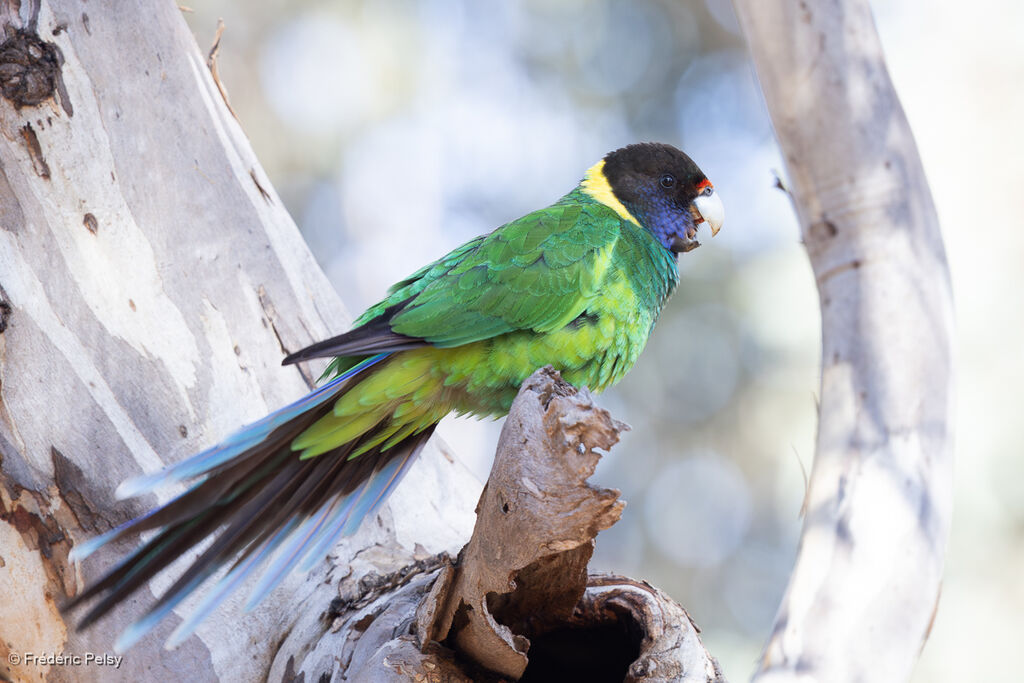 Australian Ringneck male