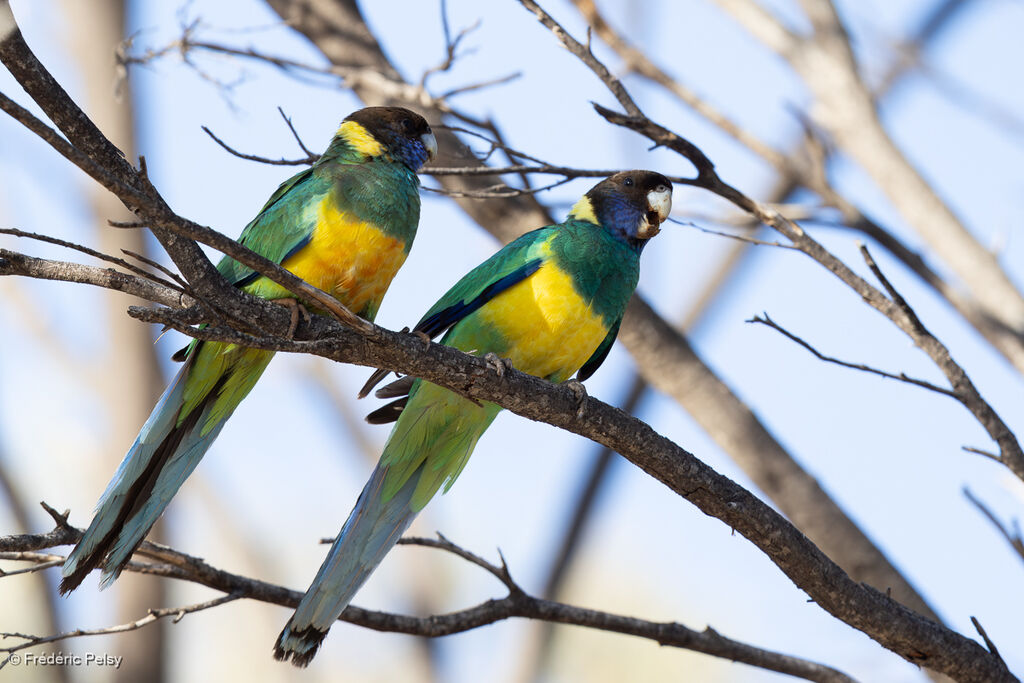 Perruche à collier jaune