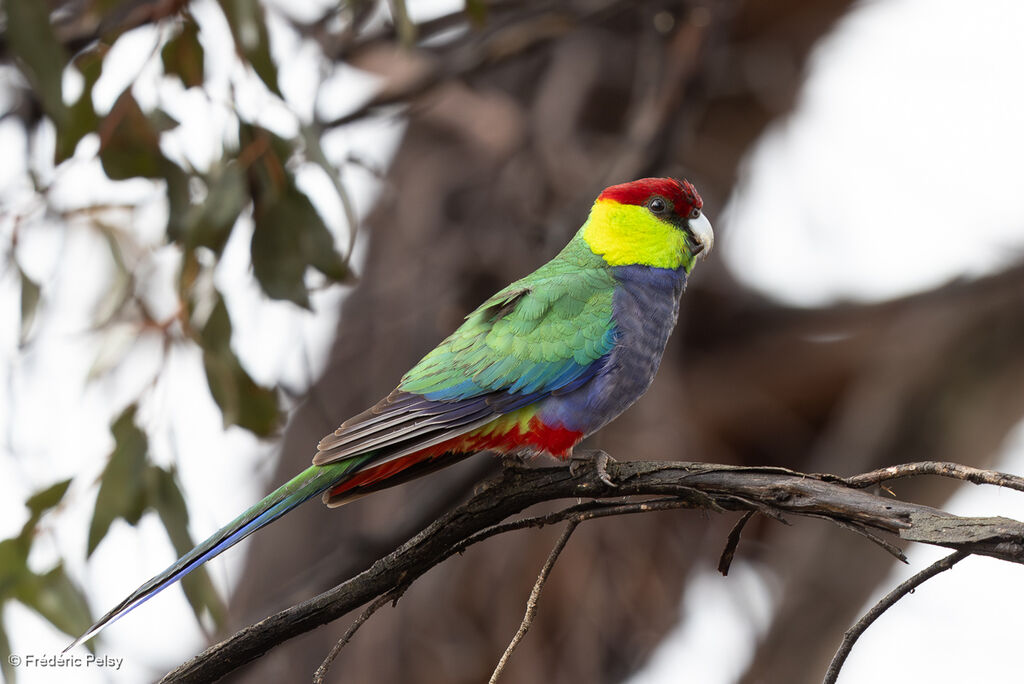 Perruche à tête pourpre