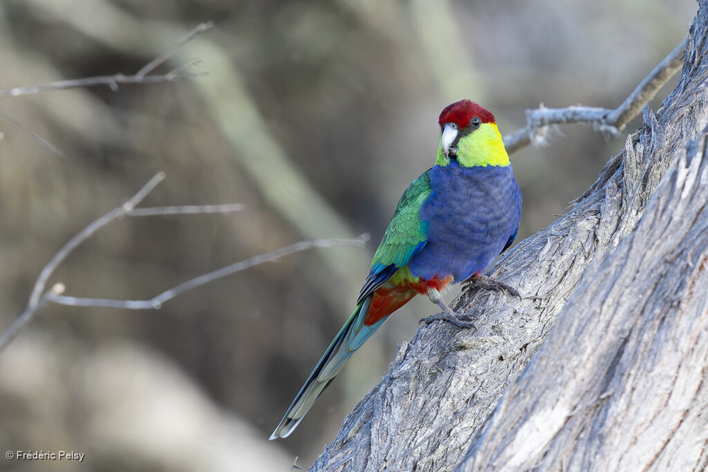 Perruche à tête pourpre