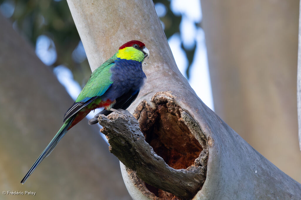 Perruche à tête pourpre