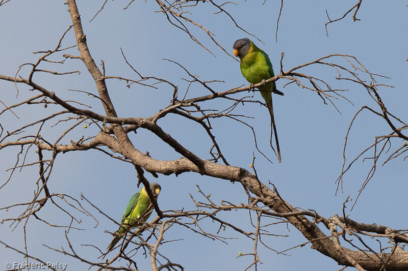 Plum-headed Parakeet