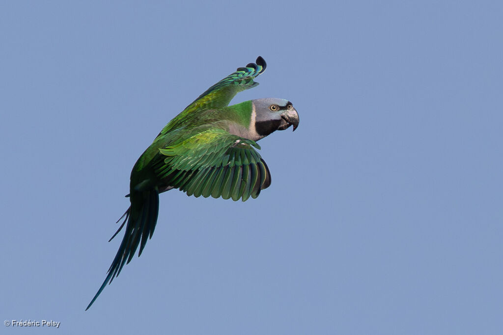 Perruche de Derby femelle, Vol