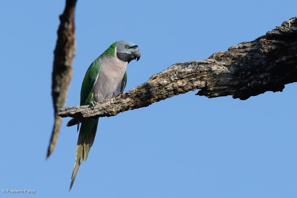Perruche de Derby femelle