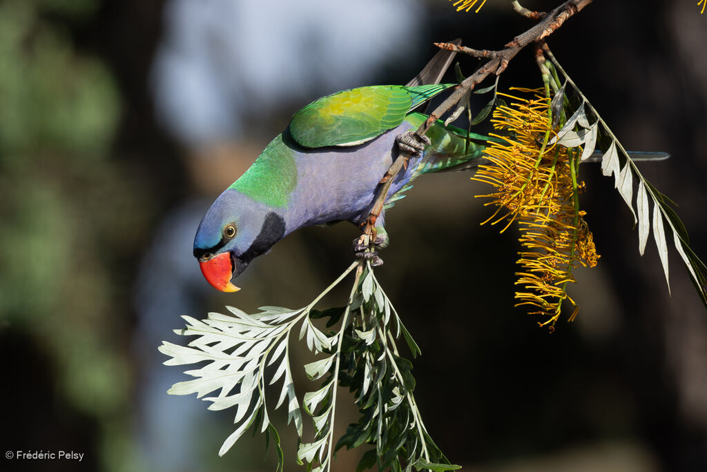 Perruche de Derby mâle