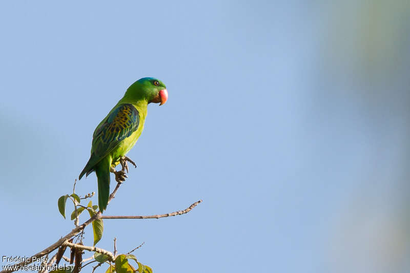 Blue-naped Parrotadult, identification