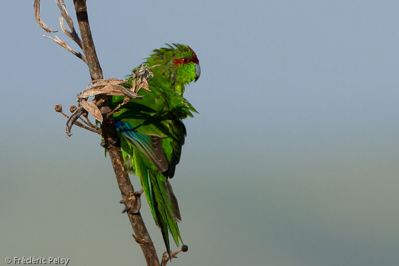 Red-crowned Parakeetadult