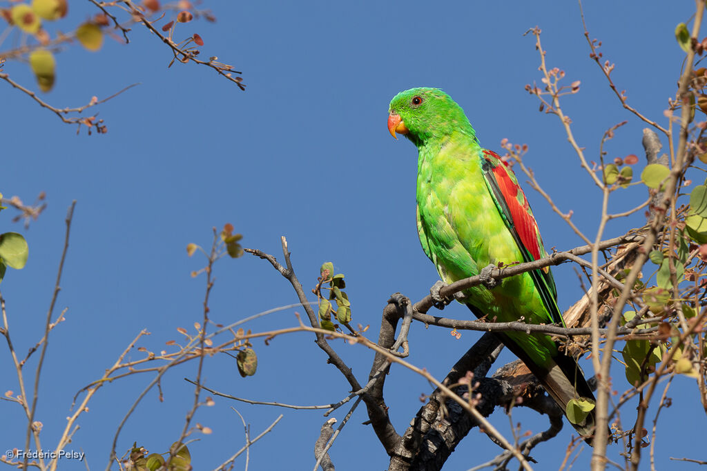 Perruche érythroptère