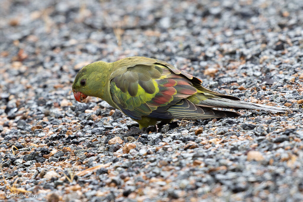 Regent Parrot female
