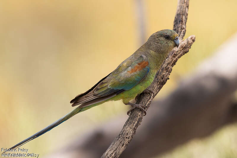 Perruche multicolore femelle adulte, identification