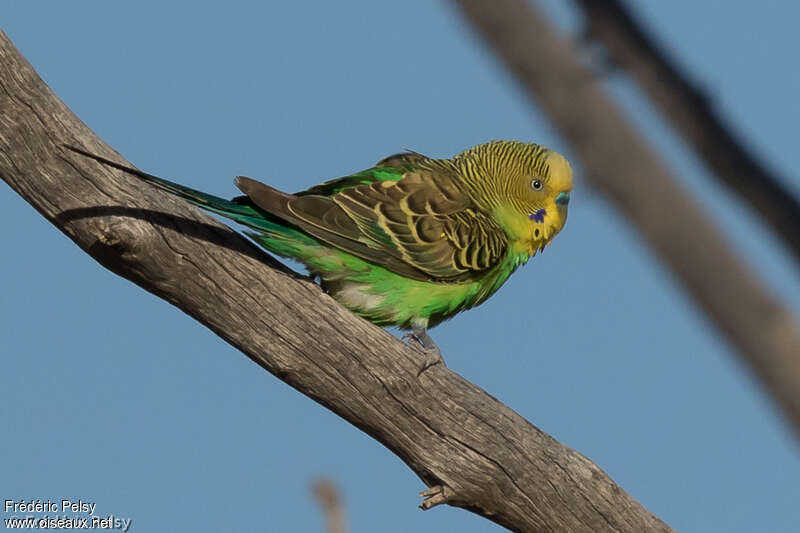 Budgerigar male adult, identification