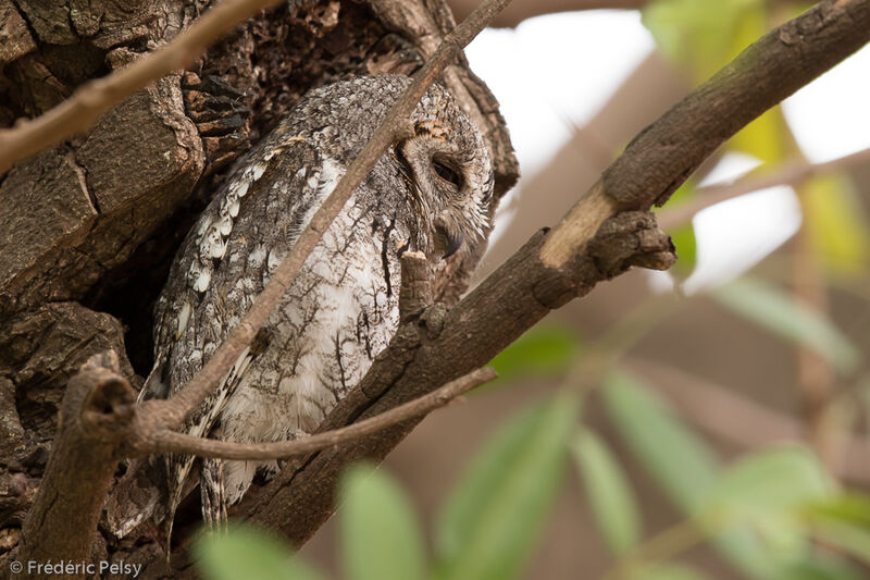 African Scops Owl