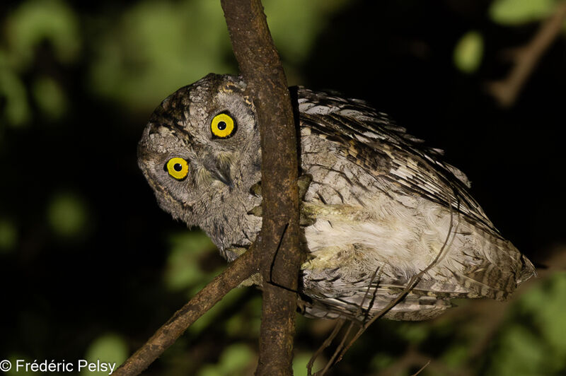 Arabian Scops Owl