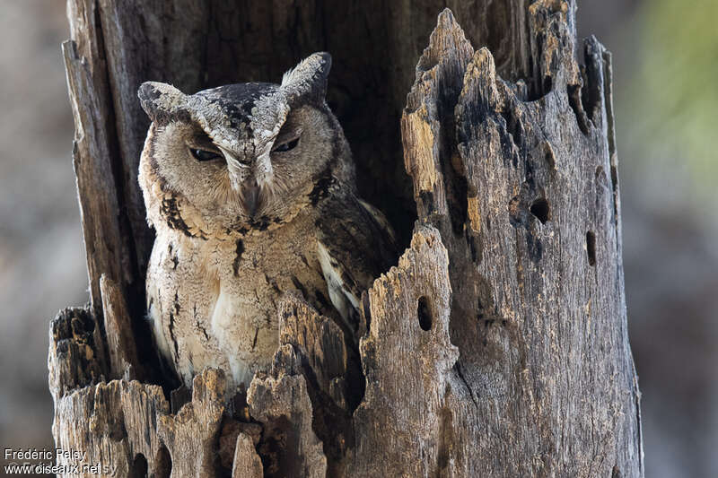 Indian Scops Owladult