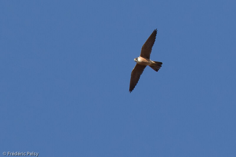 Australian Hobby, Flight