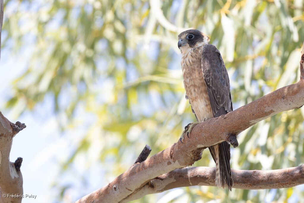 Petit Fauconimmature