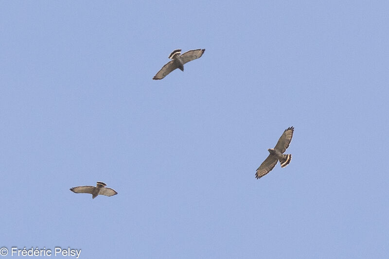 Broad-winged Hawk, Flight